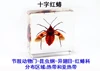 Fine beetle real insect resin specimen locust celestial beetle crab beetle ant bee firefly 4