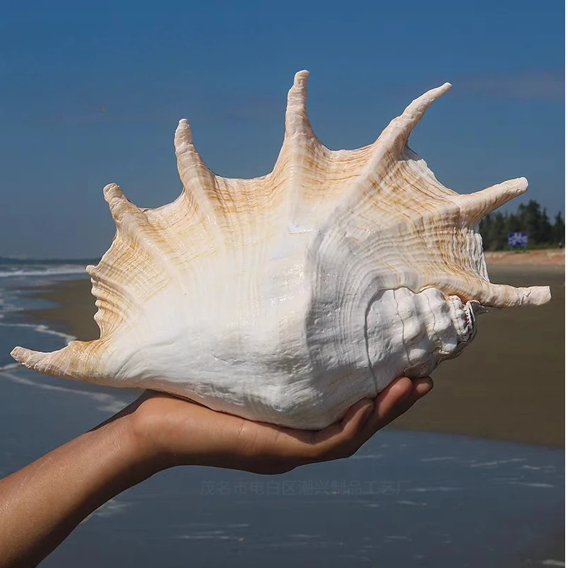 

Natural Lambis Lambis Seashell Sea Shells Home Decoration Accessories Aquarium Decoration Marine Ornament Coquillage Decoration