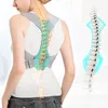 Posture Belt Camelback Belt Invisible Ultra-thin Corrective Back Straightening for Men and Women Posture Back Corrector 3