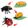 Animal Life Cycle Children Toys Simulation Plant Model Montessori Teaching Aids Animal Growth Cycle Model Set Cognitive Toy 3