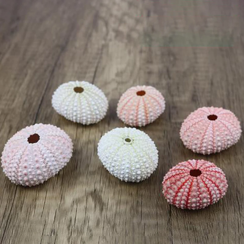 2pcs Natural Sea Urchin Shell Conch Tillandsia Potted Plant Home Decoration Hot!