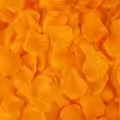 12 Orange