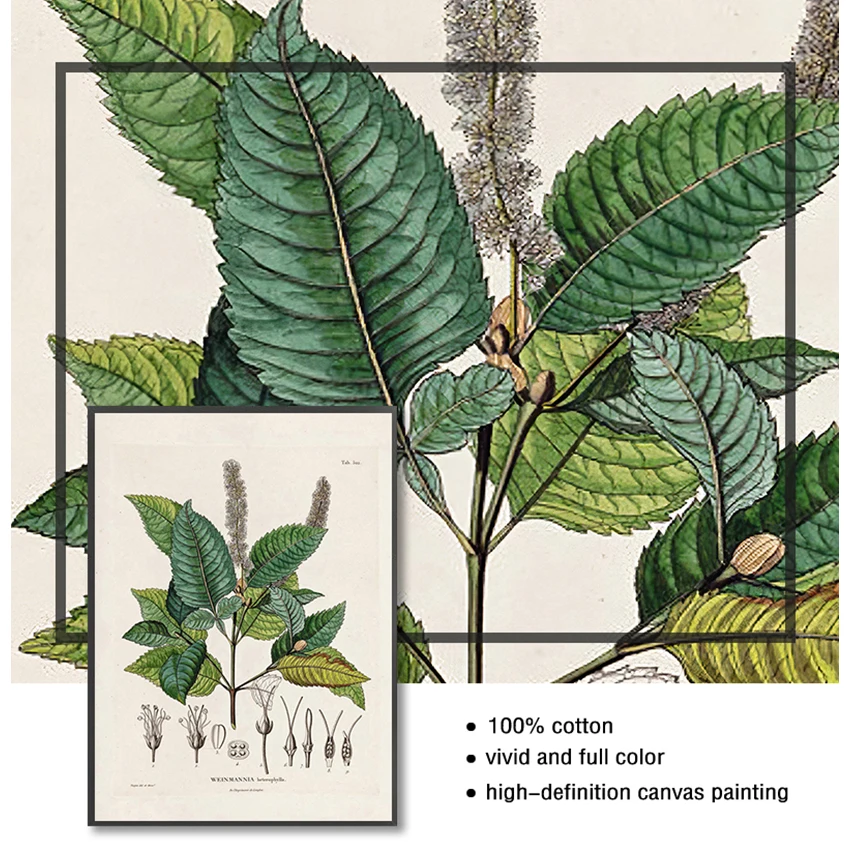 Pittura su tela Botanica Immagini d'arte da parete Decor Studi botanici Poster e stampe vintage Illustrazioni di piante francesi antiche - immagine 5
