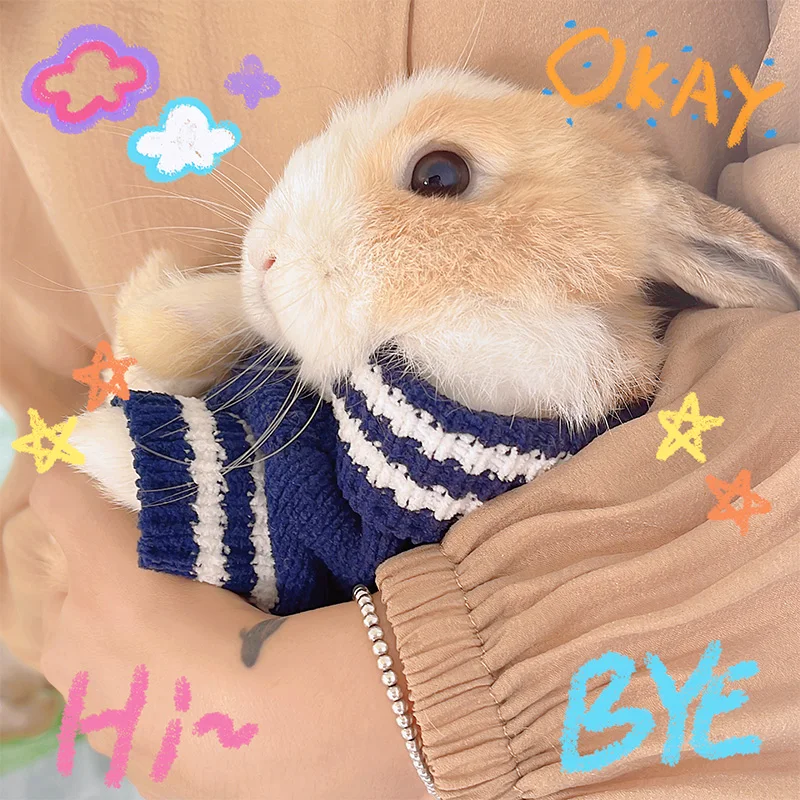 Autunno e inverno caldo coniglio maglione coniglio vestiti Lop-eared  coniglio nano coniglio vestiti coniglio accessori vestiti coniglietto