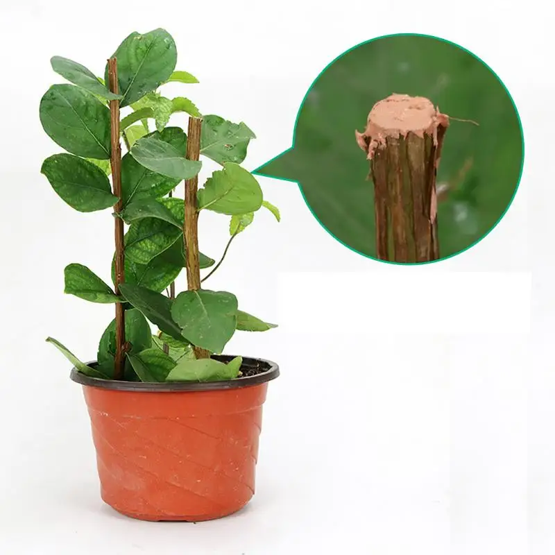 50g Bonsai Pruning Cutting Paste Tree Pruning Sealer Compound for Garden Plant Grafting And Wound repairing sealant paste
