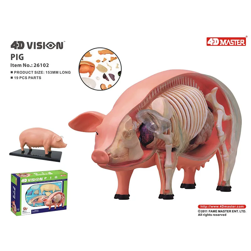 4d-pig-intelligence-assemblaggio-giocattolo-organo-animale-modello-di-anatomia-insegnamento-medico-elettrodomestici-scientifici-popolari-fai-da-te