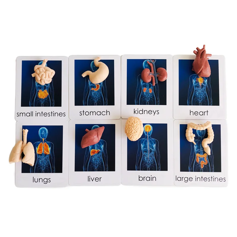 Montessori Language Materials Human Organ Models W/ Cards Biology Learning Resources Early Educational Equipment Teaching Aids