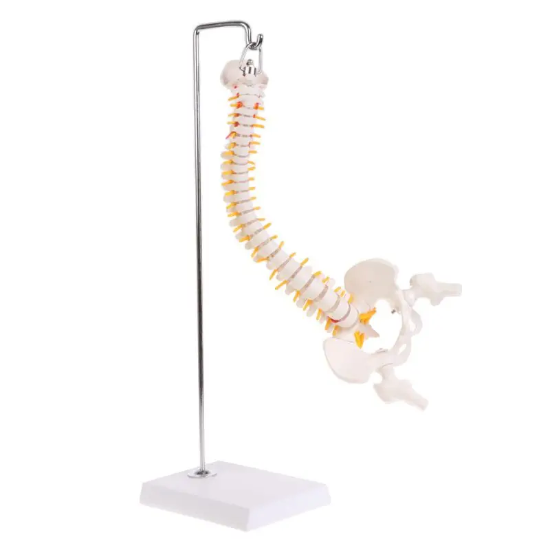 

45cm Flexible Human Spinal Column Vertebral Lumbar Curve Anatomical Model Anato LX9A