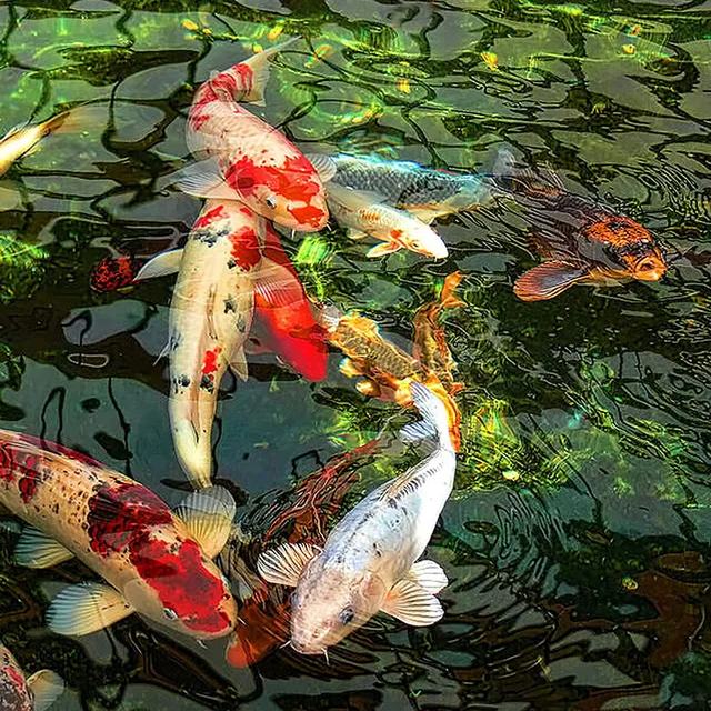 Hal Tó Bélés Kerti Tereprendezés Medence Megerősített Vízálló Membrán - Image 5