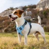 Dog Harness and Leash Combo, Escape Proof No Pull Vest Harness, with 5 Feet Leash, Reflective Adjustable Soft Padded Pet Harness 6