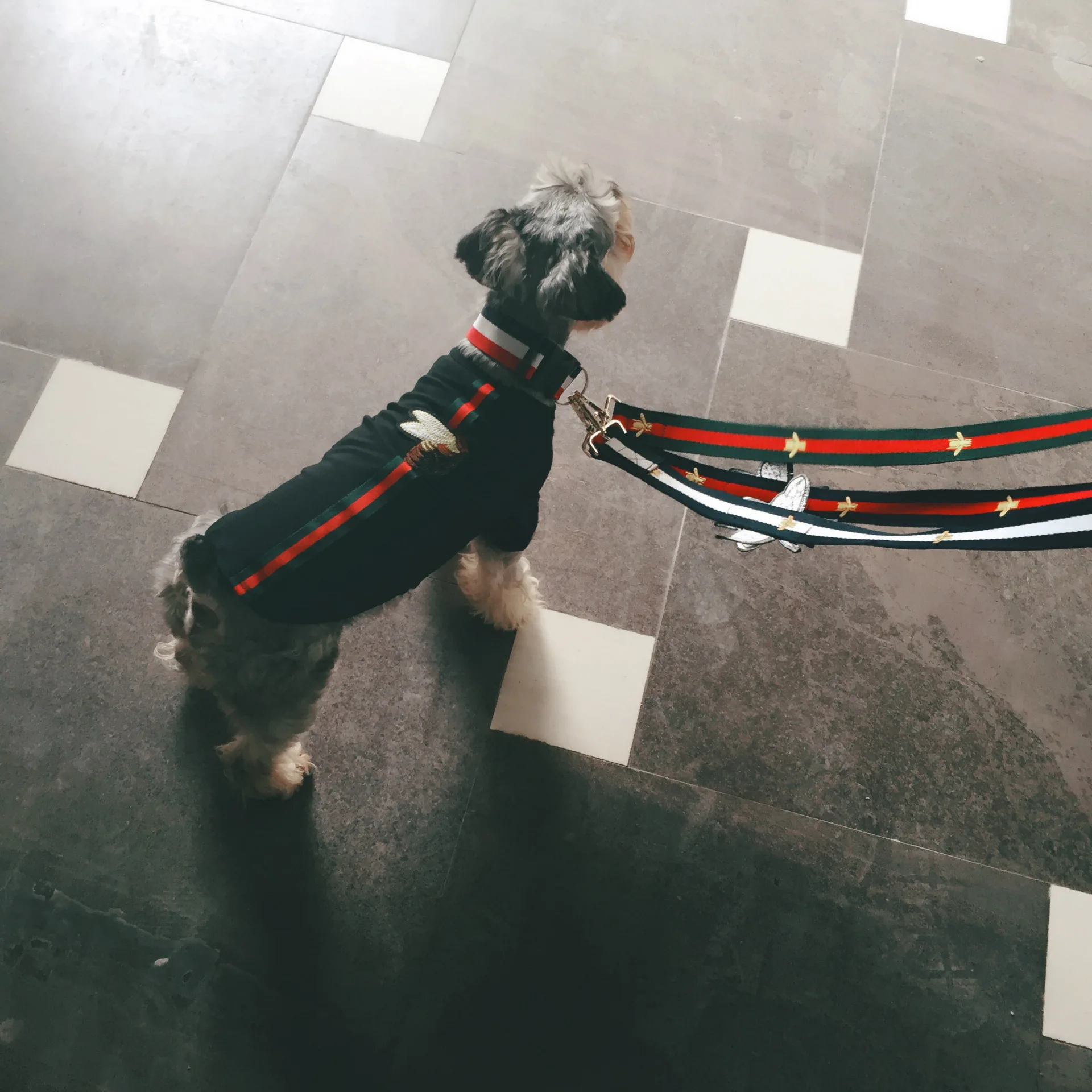 

Pet fashion dog leash dog harness Teddy Schnauzer chest strap collar car seat belt leash dog collar accessories