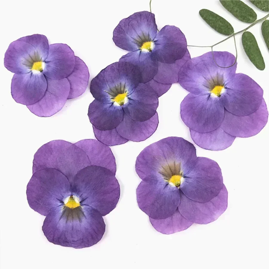 Dried Pansy Flowers 60X Pressed Dried Pansy Viola Tricolor L. Flower Plants Herbarium For Jewelry Postcard Bookmark Phone Case Scrapbook Candle DIY