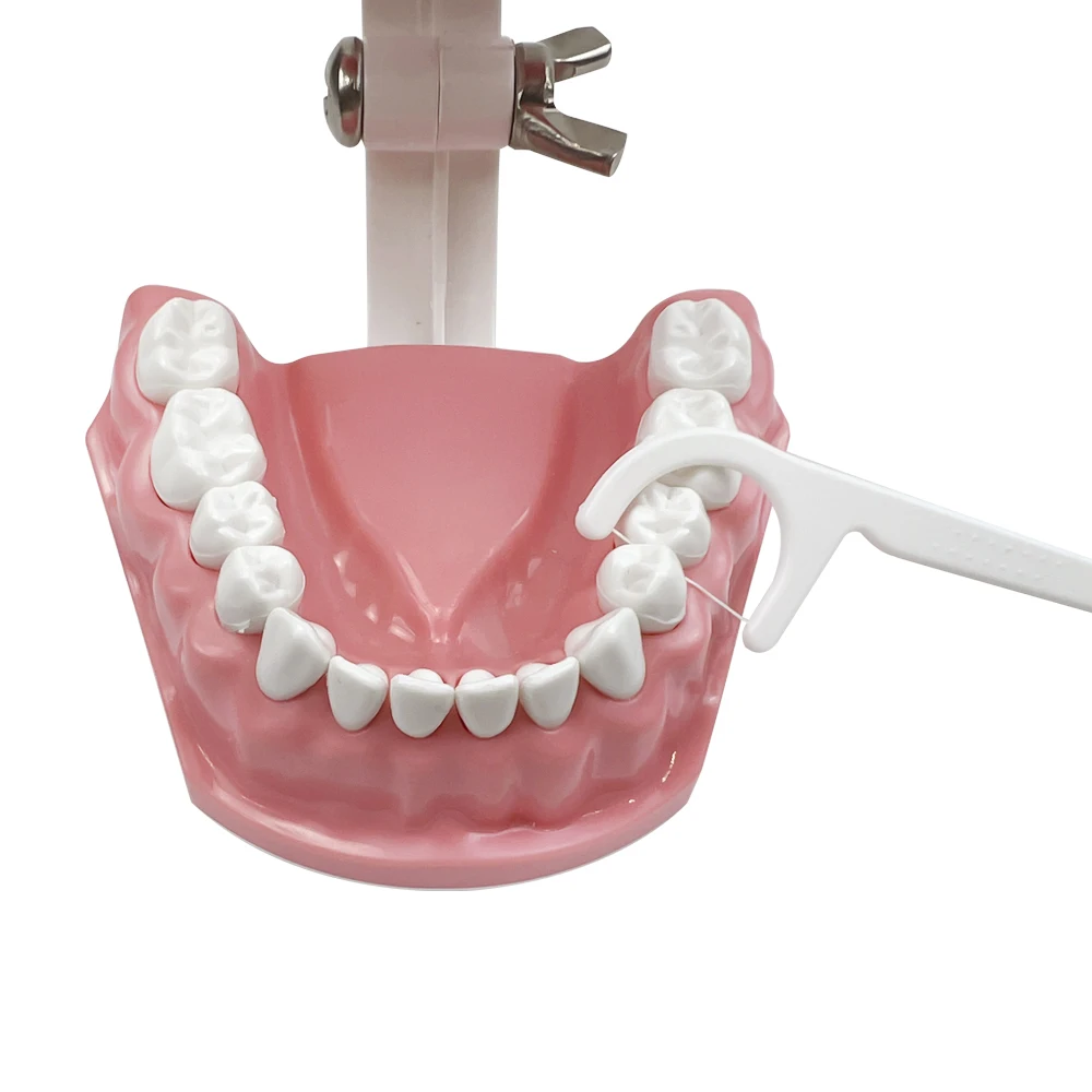 Dental Implant Education Model