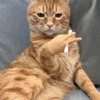 Cat Novelty Toys Teasing Cat TPR Soft Finger Gloves Funny Mini Hands Creative Finger Toys Fake Hand Cat Interactive Toys 5