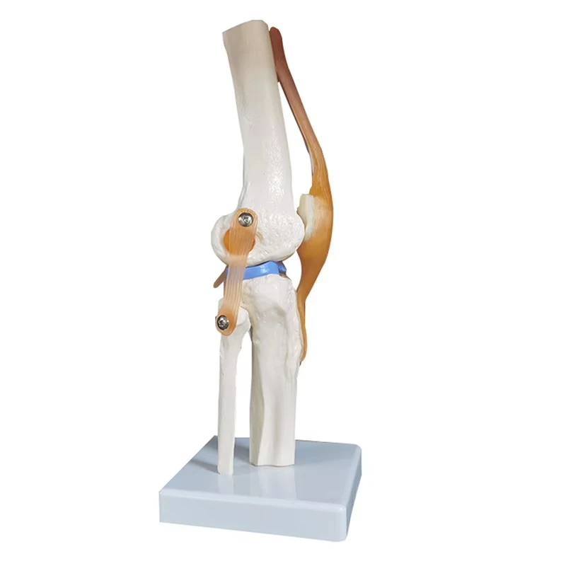 Strumenti didattici medici Modello scheletro in PVC Attrezzatura didattica per studenti Modello dell'articolazione del ginocchio Modello della pelle Modello vertebrale - immagine 5