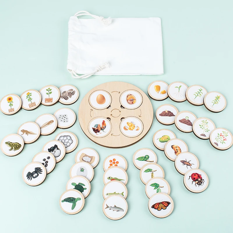 Montessori Life Cycle Board: Interactive Biology and Sensory Education Kit