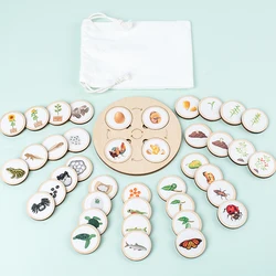 Montessori Life Cycle Board: Interactive Biology and Sensory Education Kit (Light Grey)