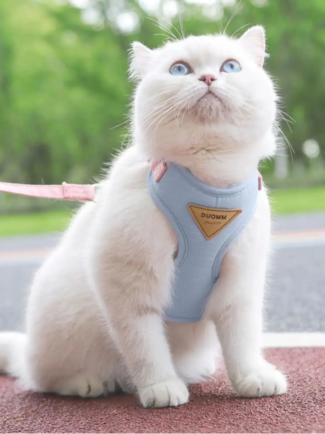 Harnais et laisse respirants pour petits chiens et chats_voghion.com