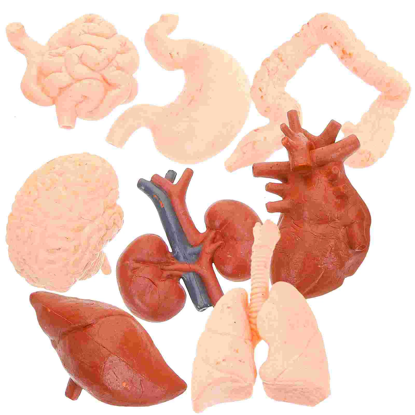 

8pcs Organ Models Artificial Organ Teaching Tools Anatomical Organ Models