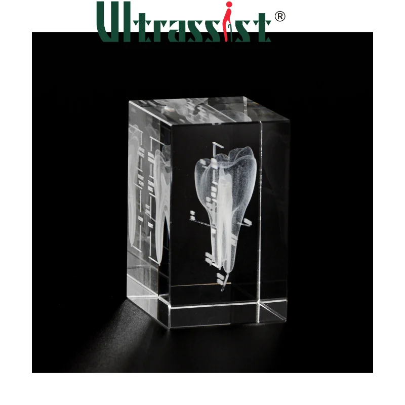 Dental Assistant Must Haves Crystal 3D Human Anatomical Brain