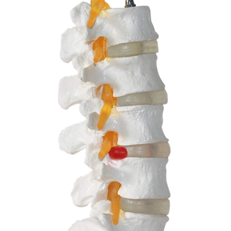 Human Five-Section Lumbar Vertebrae And Pelvic Leg Bone Anatomy Model Medical Science Teaching Resources