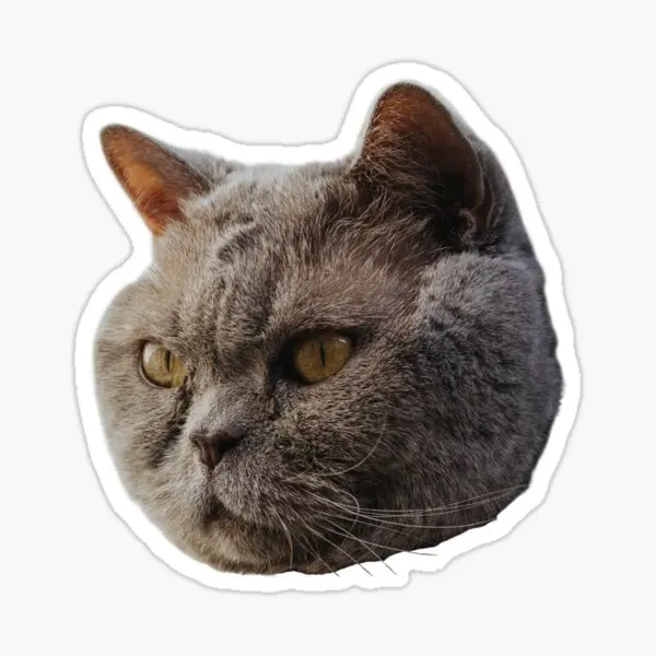 

British Shorthair Cat Car Auto Sticker Adhesive Sticker 17CM z6