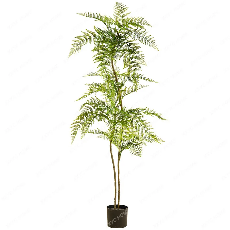 Pianta Jacaranda Mosifolia Pavimento Bonsai Interni Soggiorno Decorazione Decorazione Cinese Zen Grande