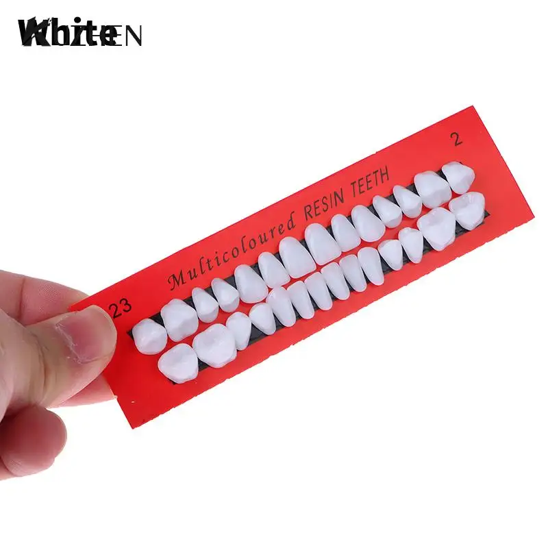 

28Pcs/Set Universal Resin False Teeth Resin Teeth Model Durable Dentures Dental Material Teeth Teaching Model Dedicated Teeth