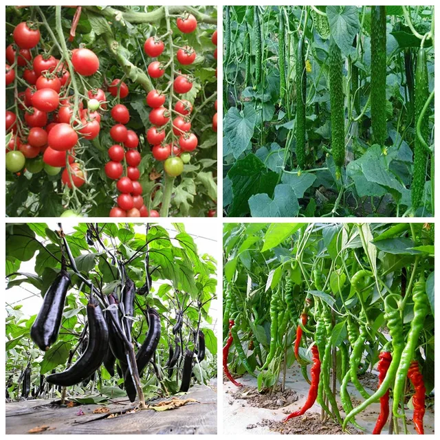 100Gram-1 Kg Tengeri Moszat Kivonat Műtrágya Ascophyllum Nodosum Szerves - Image 6