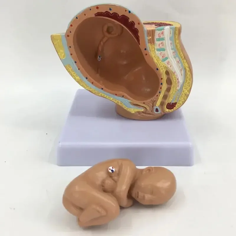 Life-Size Pregnancy Model 3