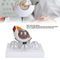 Human Eye Anatomical Model Accurate Display Enlarged  Eyeball Explanation Model with Card Human Eyeball Model 2