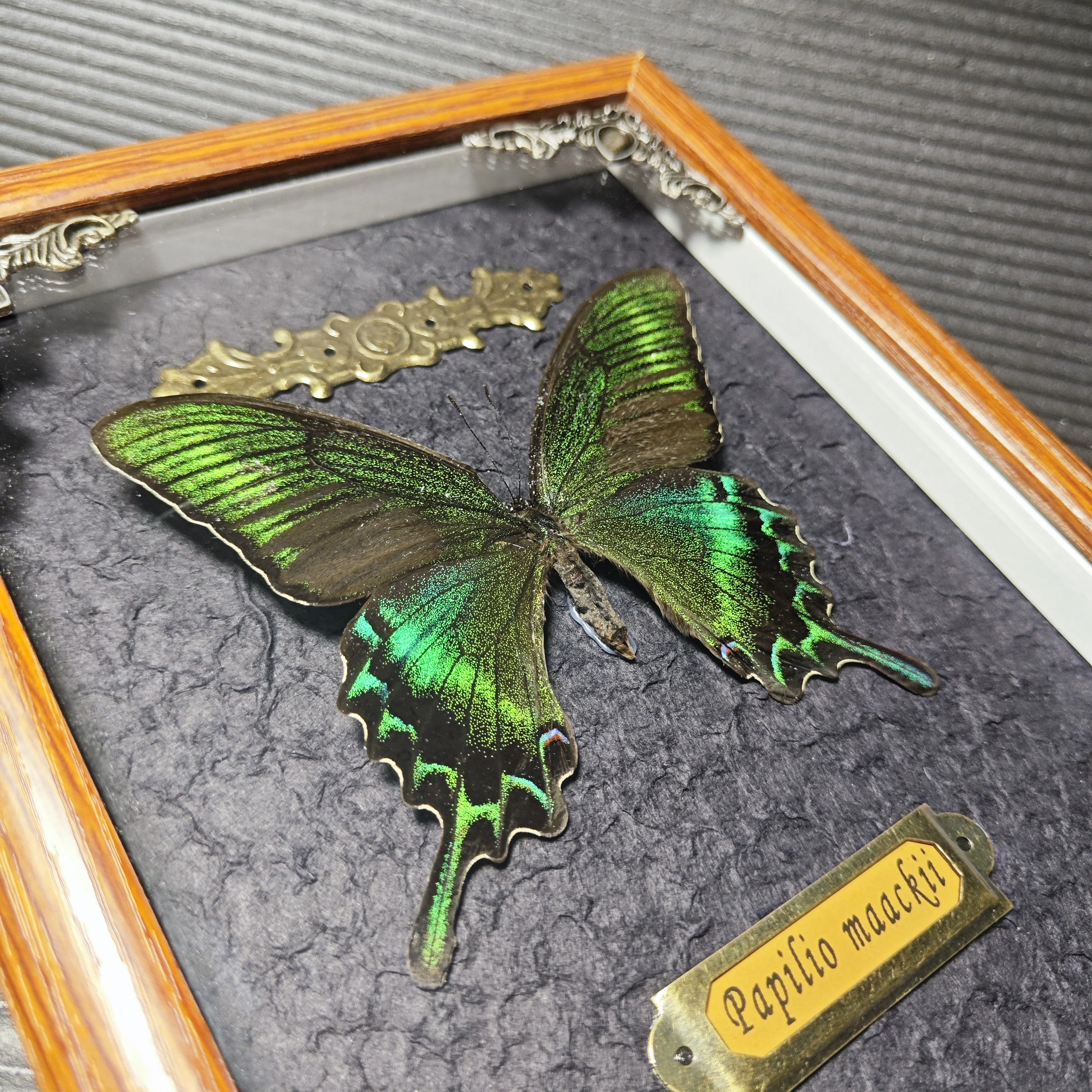 Real butterfly wood Picture Frame specimen Home decoration Birthday gift 3