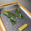 Real butterfly wood Picture Frame specimen Home decoration Birthday gift 3