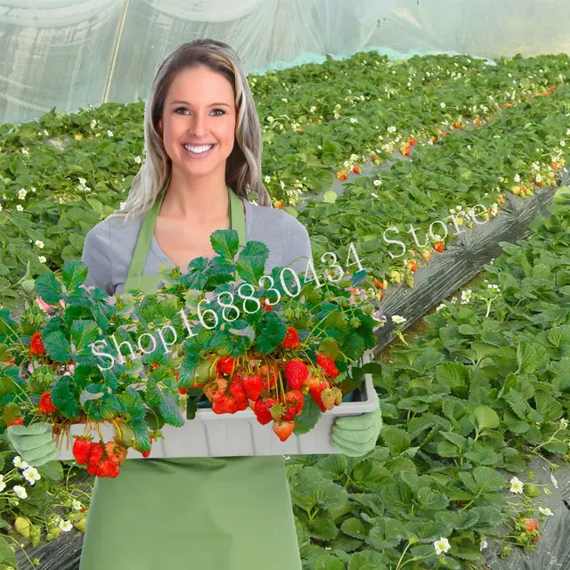 30 G Szamóca Kibővített Speciális Műtrágya Kiegészítő Növényi Táplálkozás Javítja A Minőséget És Növeli Az Otthoni Kert Hozamát - Image 5