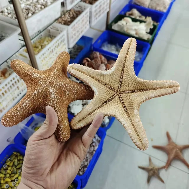 Starfish Natural Shells Conch Fish Tank Aquascape Window Ornaments Creative  Home Crafts Nautical Home Decor Seashells Sea