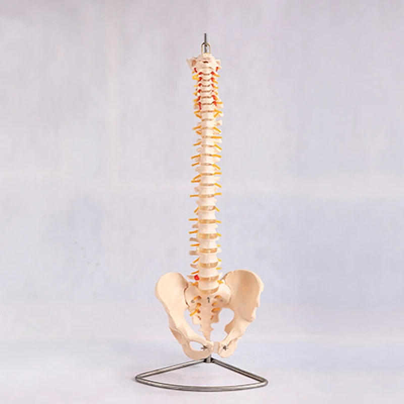 Chinon Human Spine Lumbar Vertebrae Cervical Pelvis Skeleton Model Medicine Student Medical Science Teaching Sources Supply
