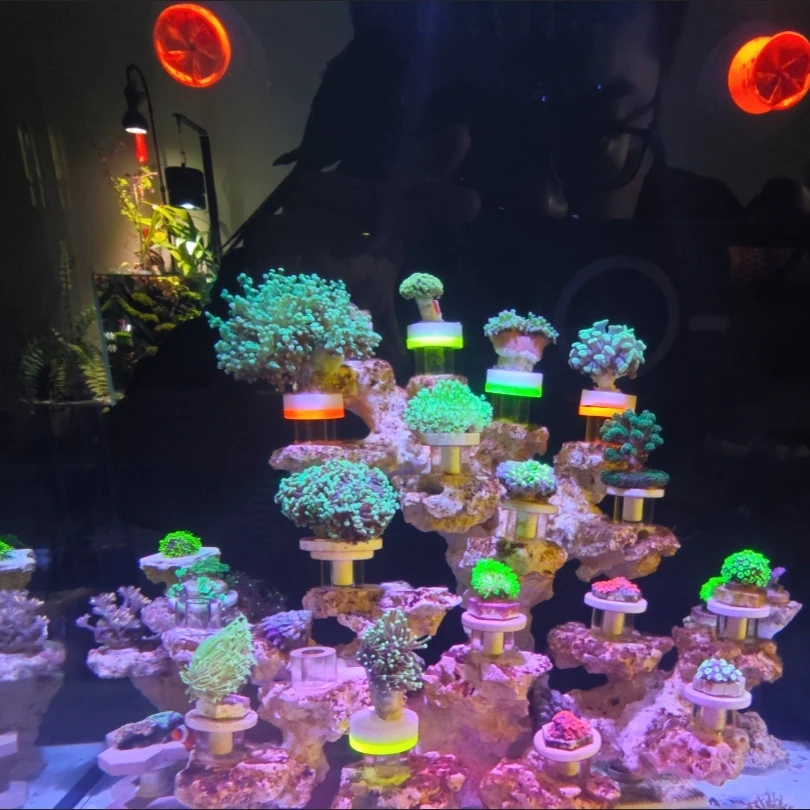 Acrylic Movable SPS Coral Frag Plug Stand Rack Bracket Fluorescence Coral Base Colored Fish Tank Decoration Accessories