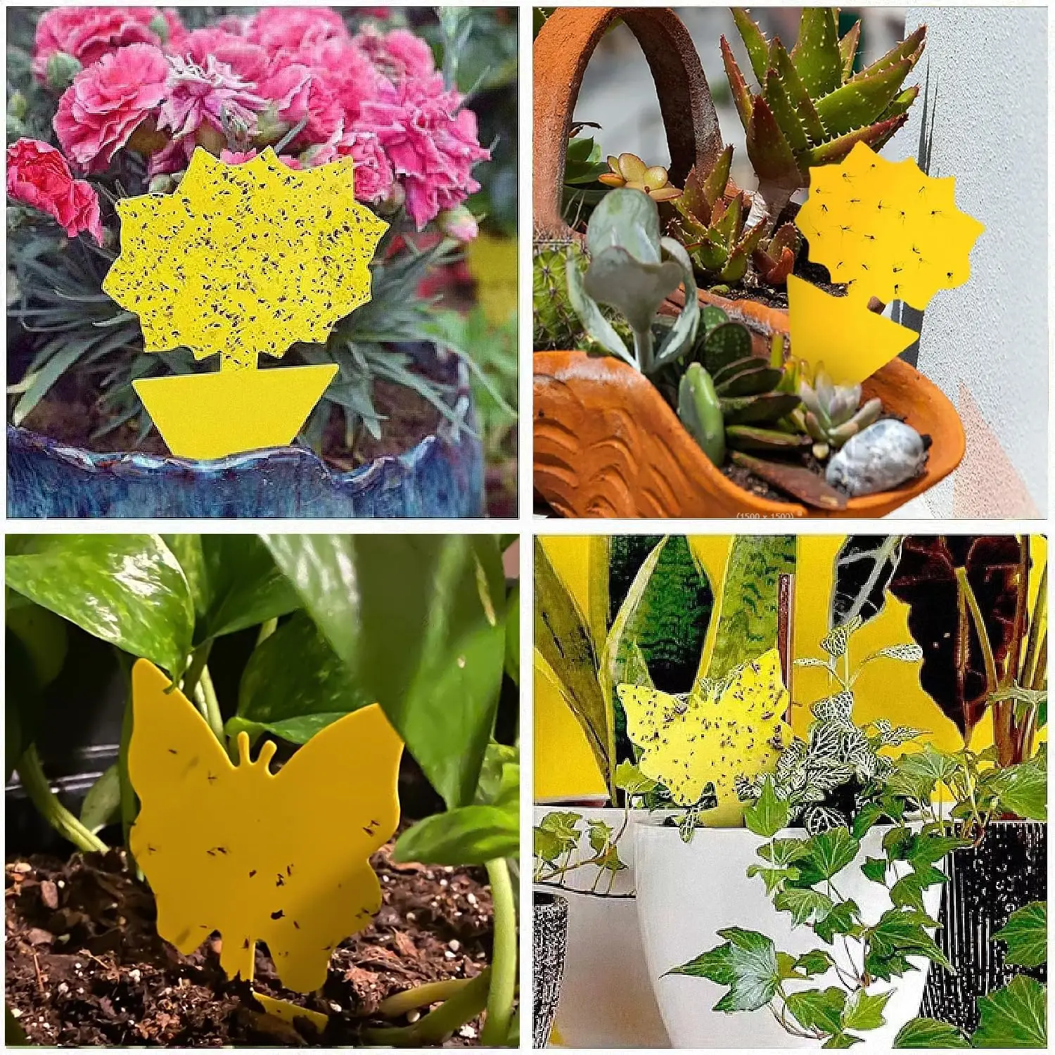 Universal Non-Toxic Flying Insect Traps - Indoor & Outdoor, Kid & Pet Safe, Economical Pack