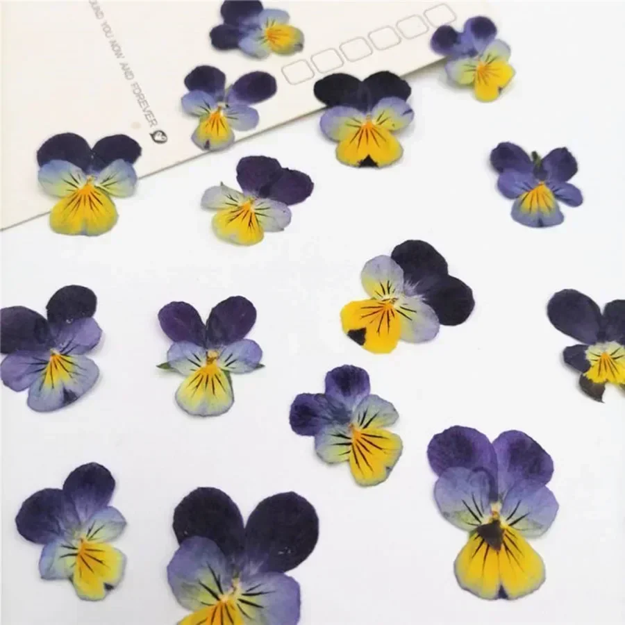 Dried Pansy Flowers 60X Pressed Dried Pansy Viola Tricolor L. Flower Plants Herbarium For Jewelry Postcard Bookmark Phone Case Scrapbook Candle DIY