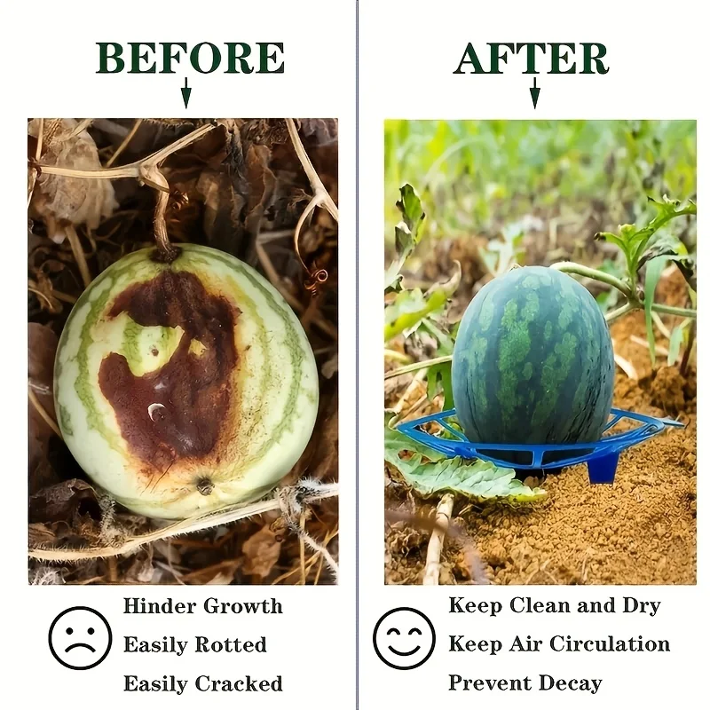 Description Picture 3 of item10/5pcs Durable Blue Plastic Watermelon Support Trays - Anti-Rot, Sturdy Design for Garden & Farm Fruit Display, Ideal for Melon