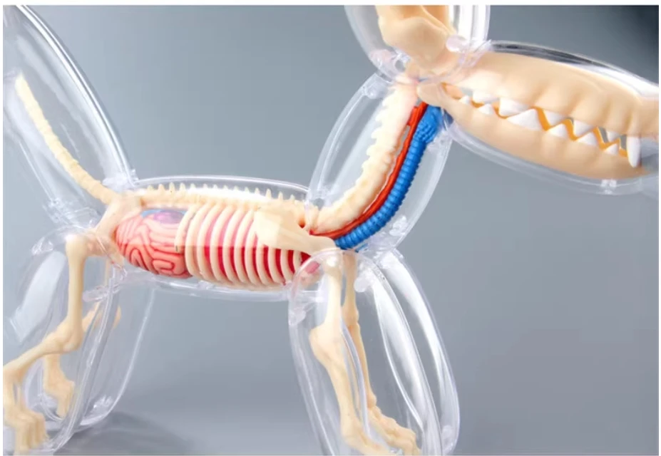 4D 해부학적 조립 모델 풍선 개 모형, 관점 있는 뼈와 내부 장기 포함, 교육용 장난감