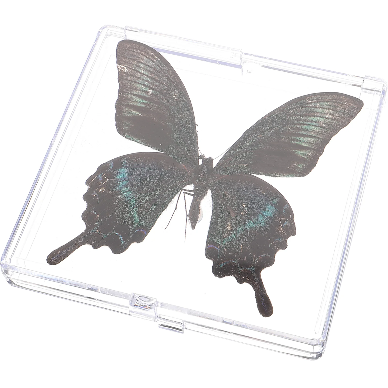 

Collected Butterfly Specimen Display Specimen Educational Butterfly Display Specimen