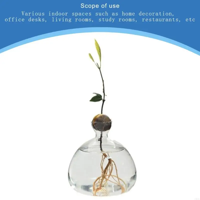 Avocado Seed Starter Vase Transparent Glass Propagation Hydroponic Flower Vase Container Gift Home Office Desktop Decors 3
