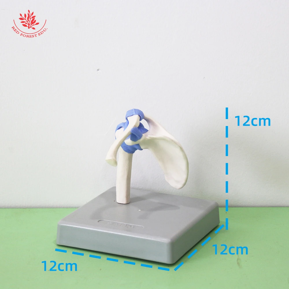 Human Joint Model Complete Set Of Elbow Knee Shoulder Hip Four Medical Science Include Ligament in Blue Color