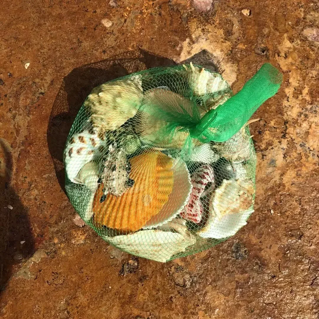 Shell Fish Tank Landscaping Small Conch Shell Handmade