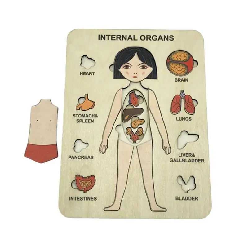 

Wooden Human Body Puzzle Educational Human Body Puzzle For Kids Wooden Puzzle Toys Girl Anatomy Play Set Educational Learning