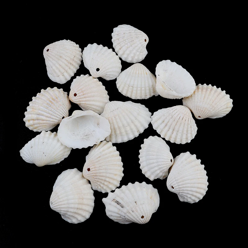 20 Natural Clam Sea Shell, Sea Shell Bead, Seashell, Ark Shell