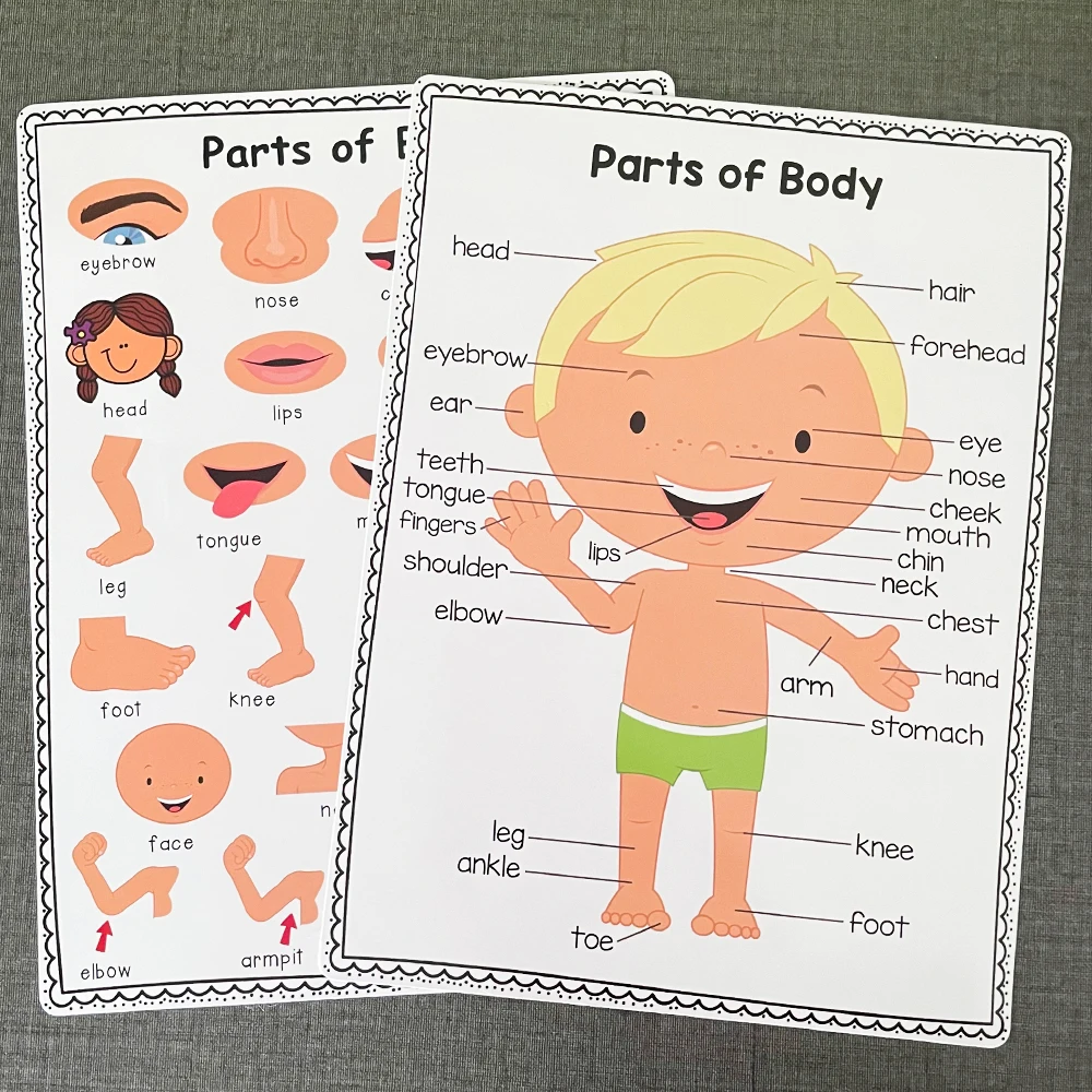 2 PCS English Body Parts Big Card  Early Education for Children Learning Materials Teaching Aids Classroom Wall Decoration 2