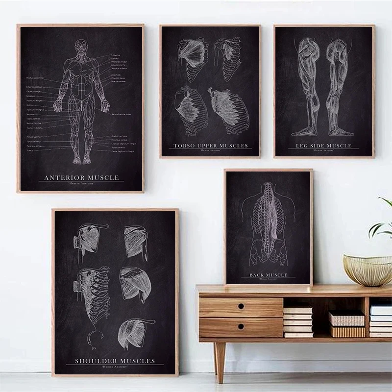 

Abstract Human Anatomy Posters Wall Art Modern Canvas Paintings Body Structure Prints Pictures For Living Room Decor Frameless