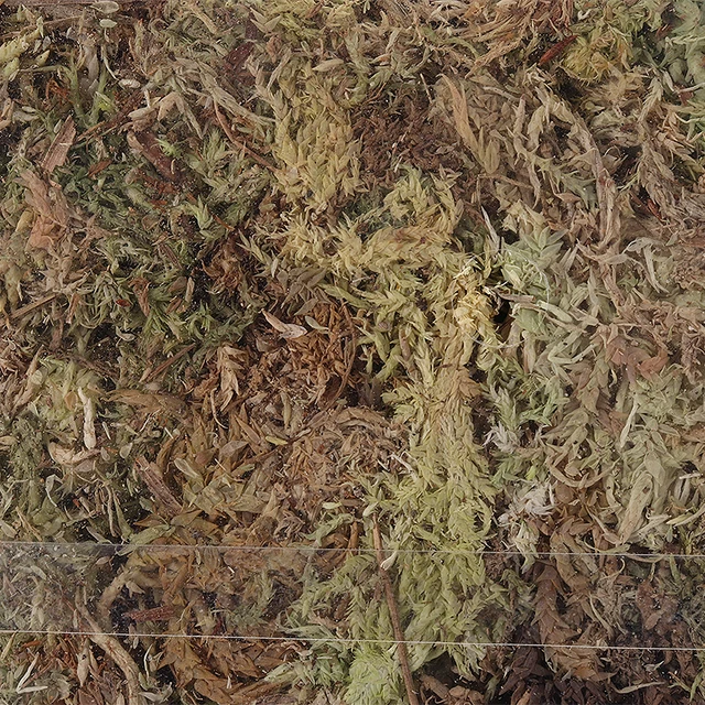 Új Érkezés 6L Sphagnum Moha Moss Hidratáló Szerves Műtrágya Orchidea Phalaenopsis Kiváló Minőségű Műtrágyához - Image 6